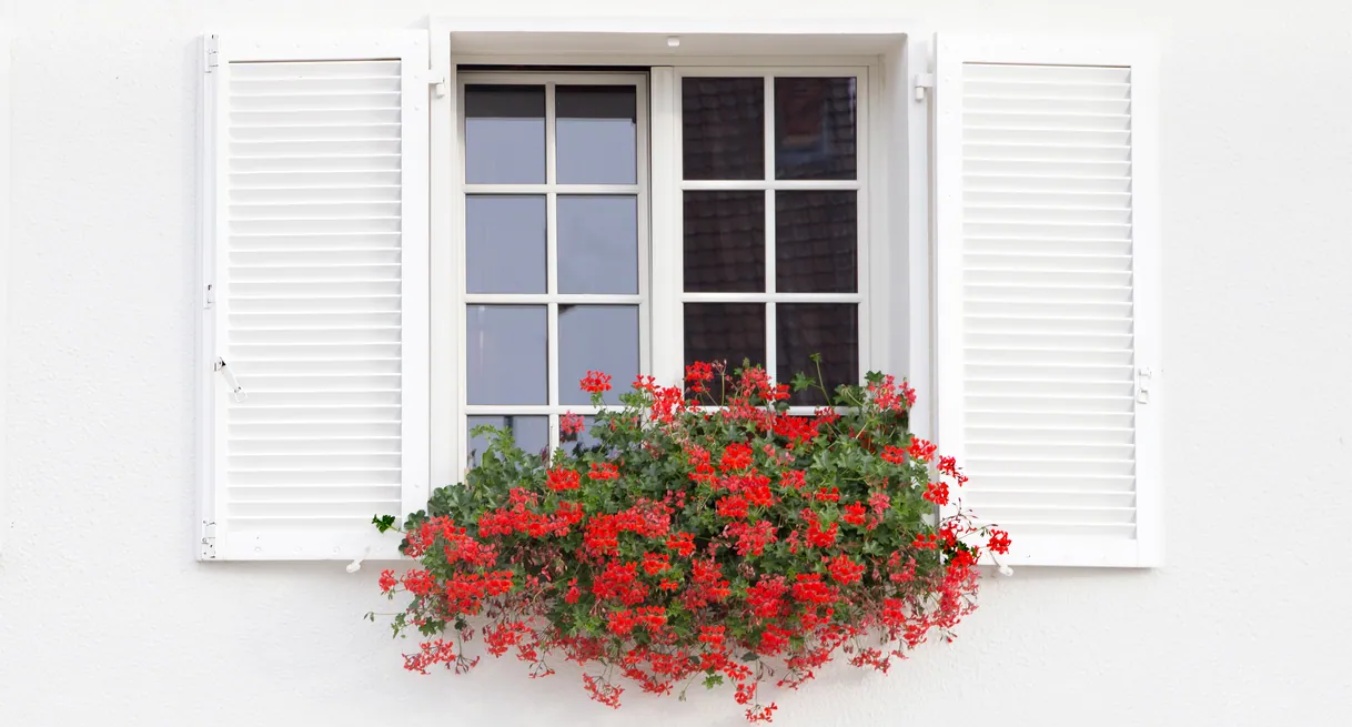 Fenêtre blanche avec volets ouverts et géraniums rouges éclatants en pot.